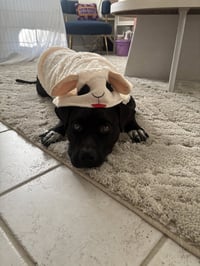 Bubba - Photo 9