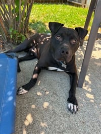 Bubba - Photo 1