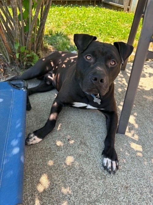 BUBBA - American Pit Bull Terrier / Staffordshire Bull Terrier available for adoption