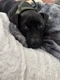 Bubba - Photo 4