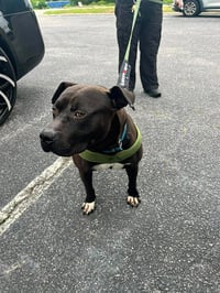 Bubba - Photo 7