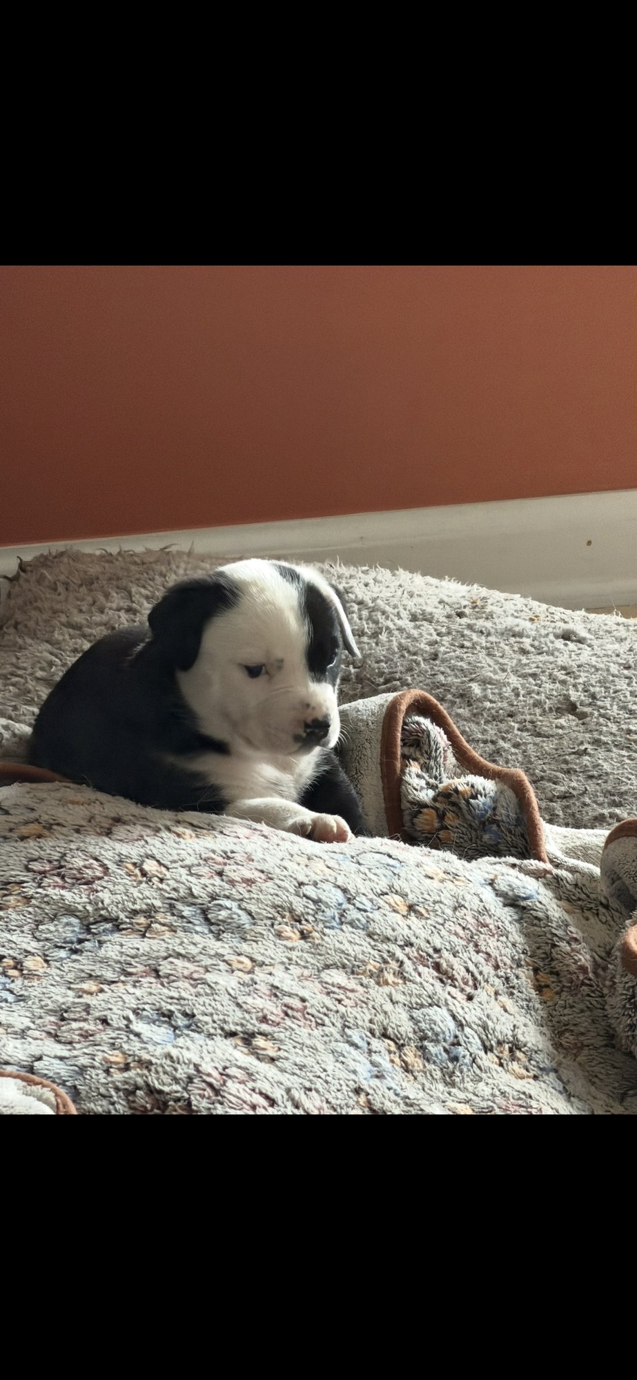 POKIE (DARLA'S LITTER) - American Staffordshire Terrier available for adoption