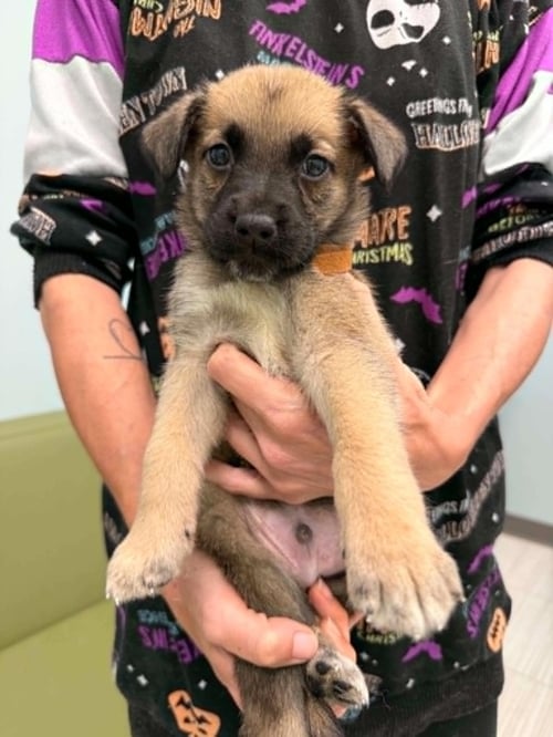 BANDIT- TWITCH TEAM LITTER - Shepherd available for adoption