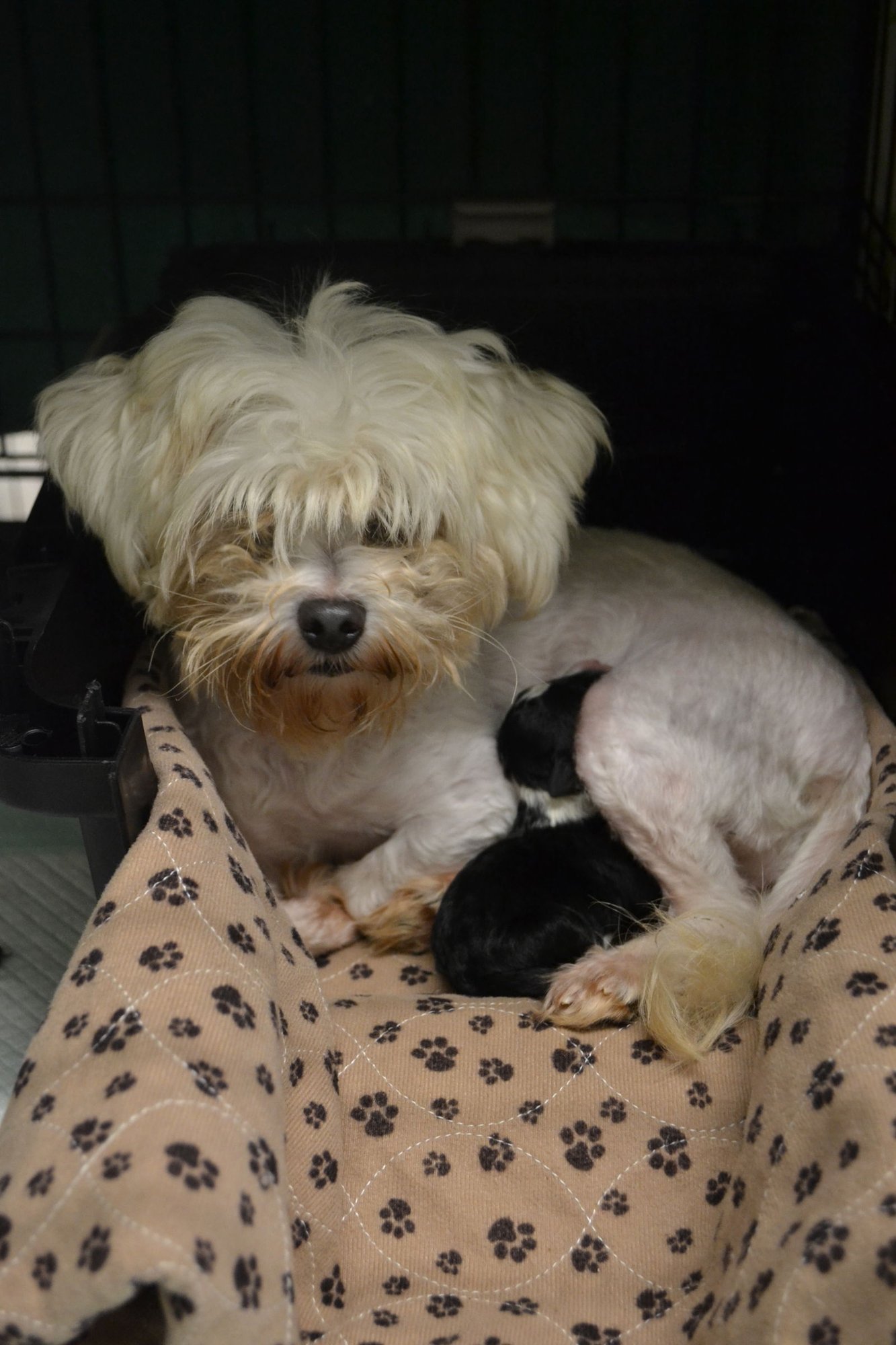 FLORIS - Poodle (Miniature) / Maltese available for adoption