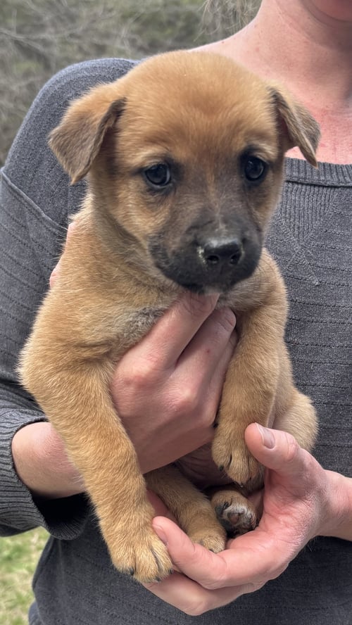 PENNY - BIG BANG LITTER - German Shepherd Dog available for adoption