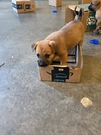 Penny - Big Bang Litter - Photo 8