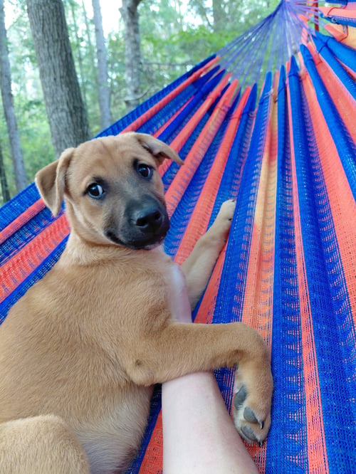 PENNY - BIG BANG LITTER - Boxer / Shepherd available for adoption