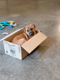 Penny - Big Bang Litter - Photo 3
