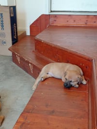 Penny - Big Bang Litter - Photo 7