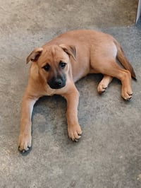 Penny - Big Bang Litter - Photo 12