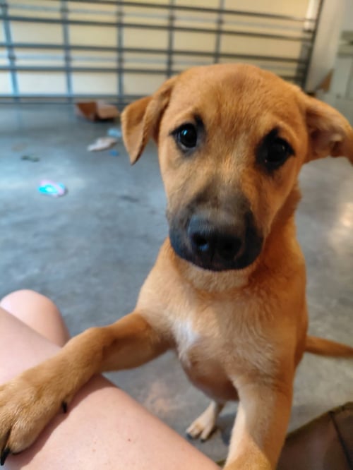 PENNY - BIG BANG LITTER - Boxer / Shepherd available for adoption
