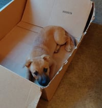 Penny - Big Bang Litter - Photo 6