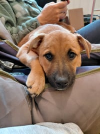 Penny - Big Bang Litter - Photo 10