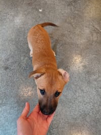 Penny - Big Bang Litter - Photo 11
