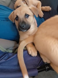 Penny - Big Bang Litter - Photo 4