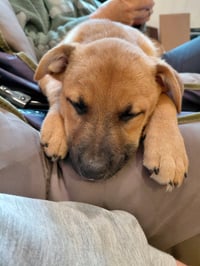 Penny - Big Bang Litter - Photo 5