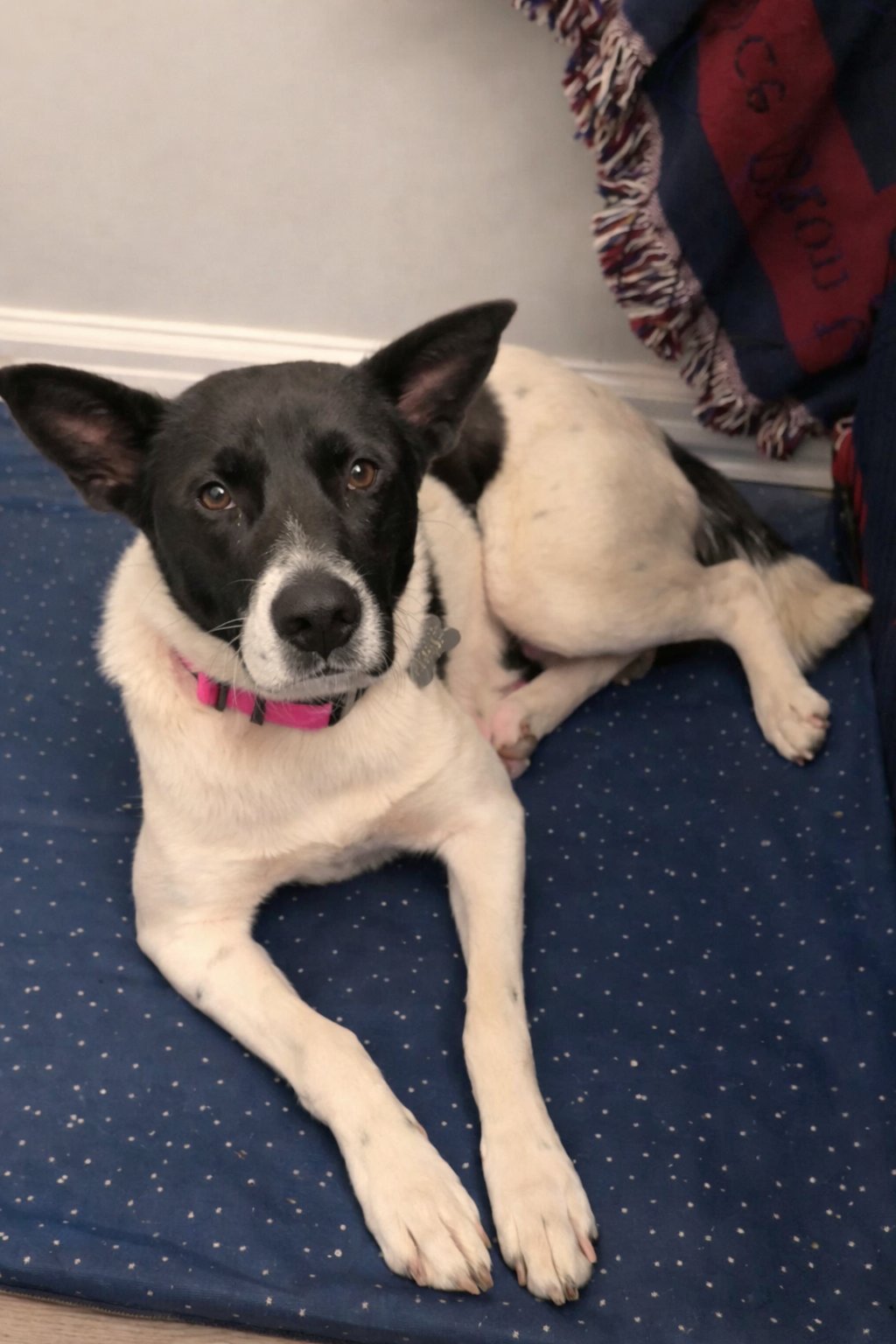 BESSIE - Cattle Dog / Shepherd available for adoption
