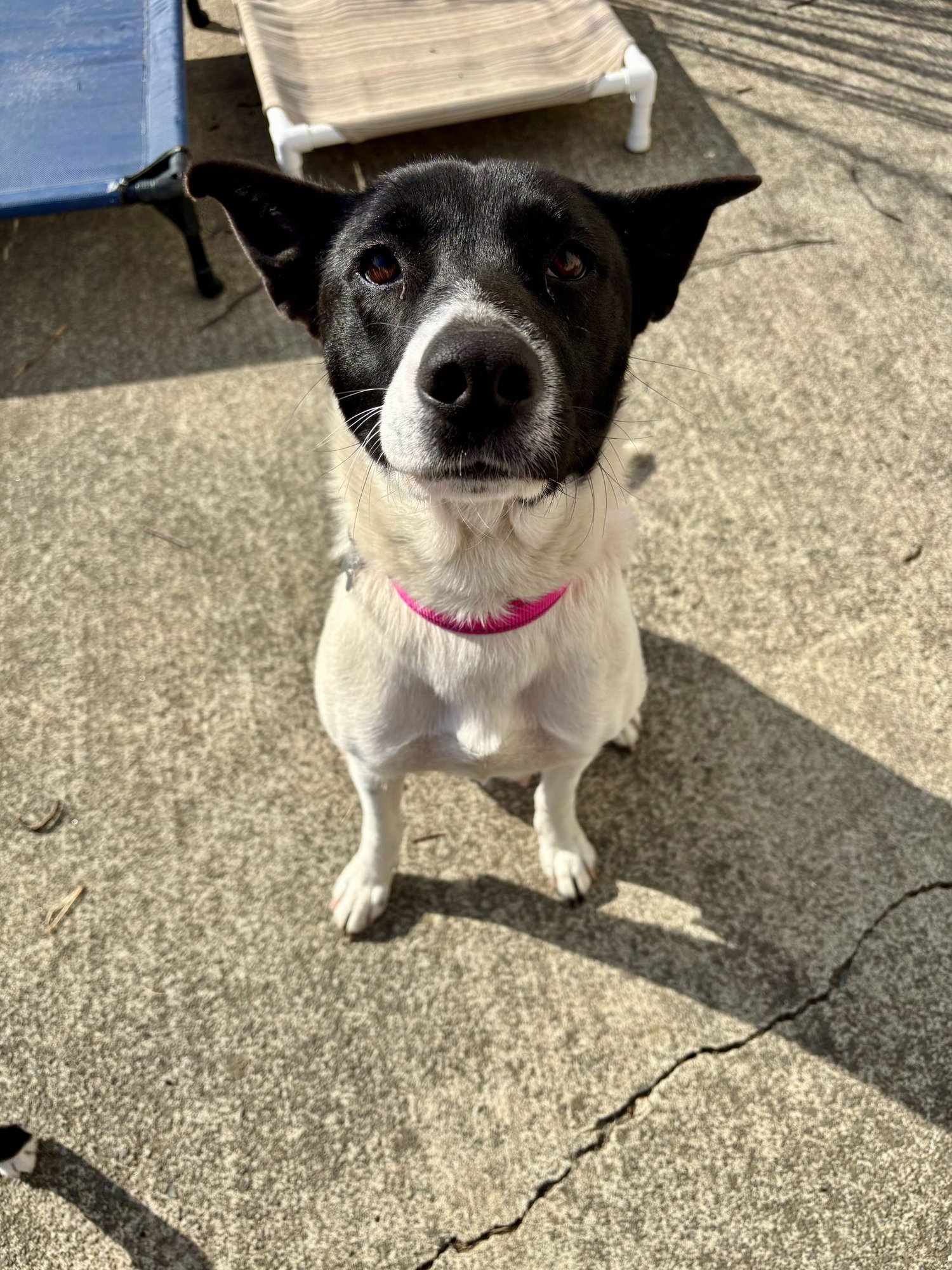 BESSIE - Cattle Dog / Shepherd available for adoption