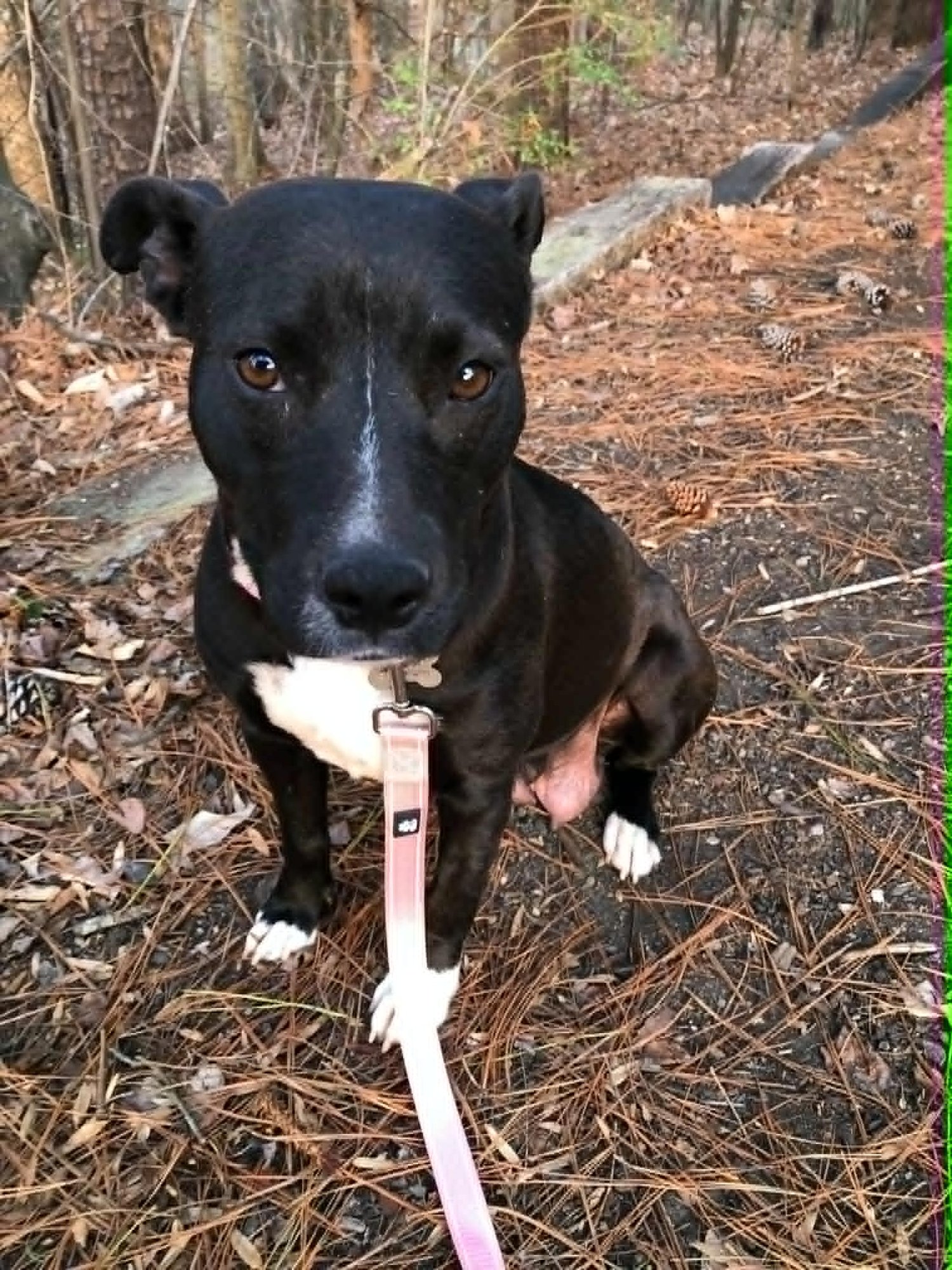 MARY-MERRY - Terrier / American Staffordshire Terrier available for adoption