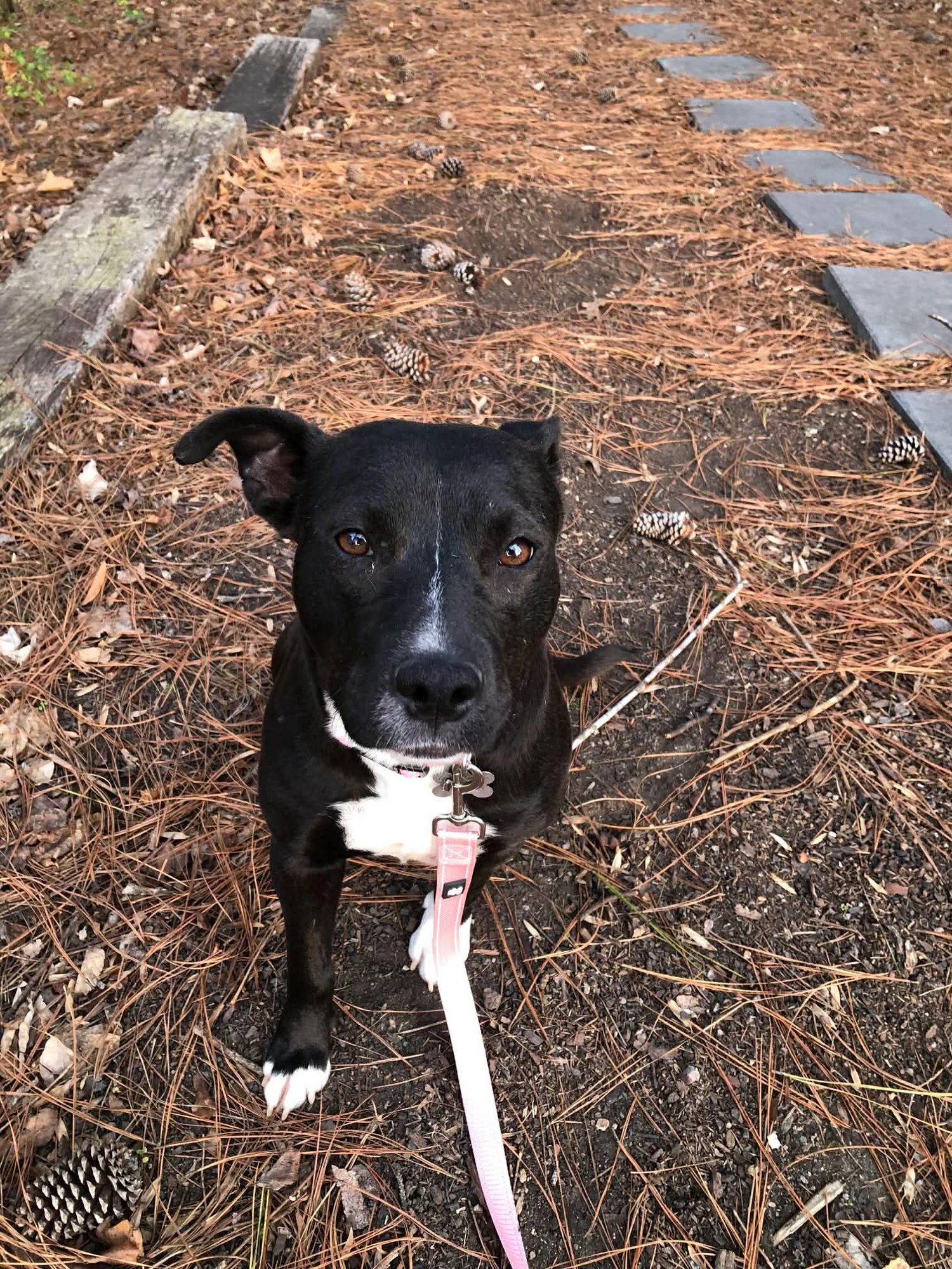 MARY-MERRY - Terrier / American Staffordshire Terrier available for adoption