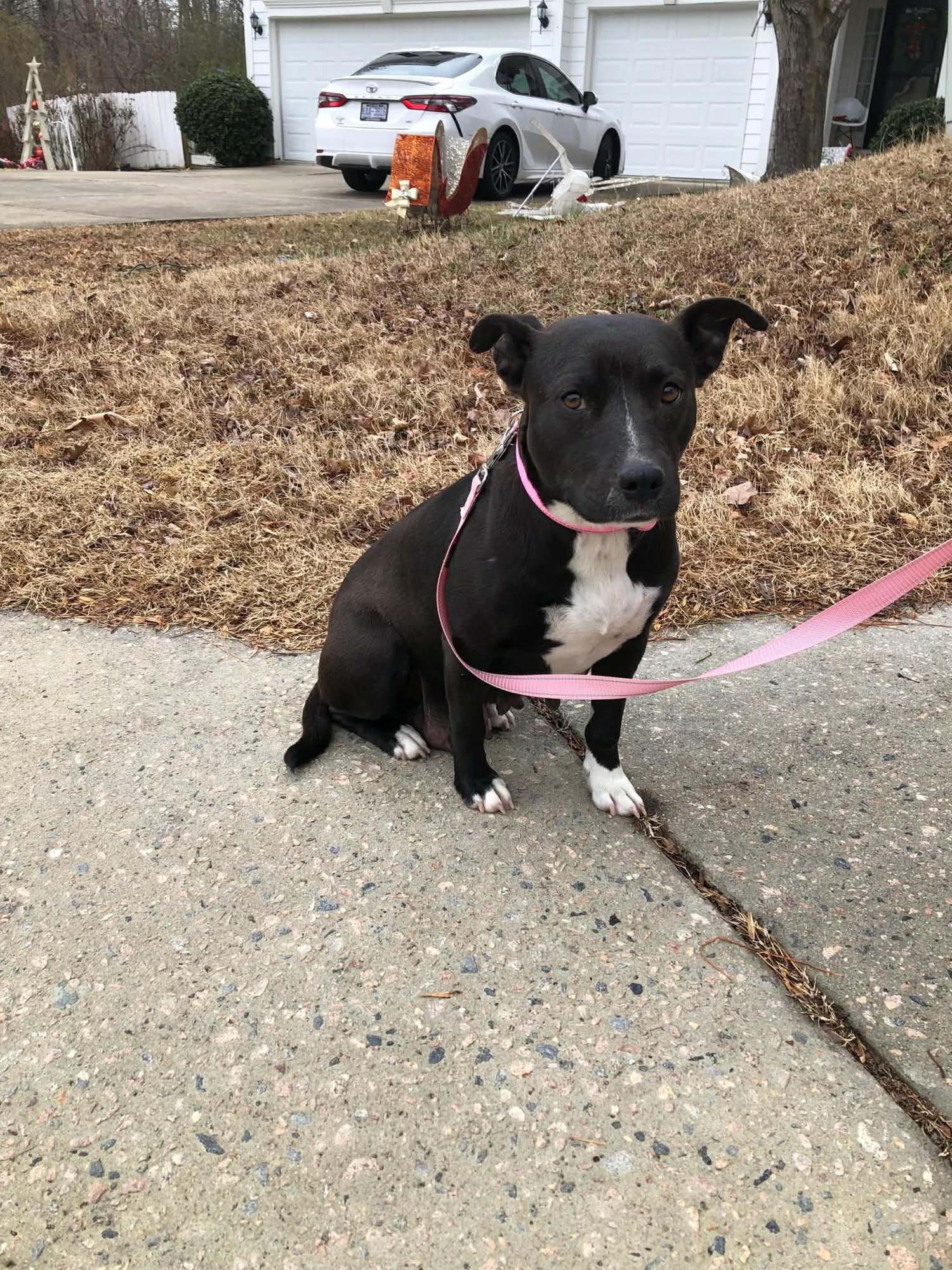 Mary-Merry - Photo 4