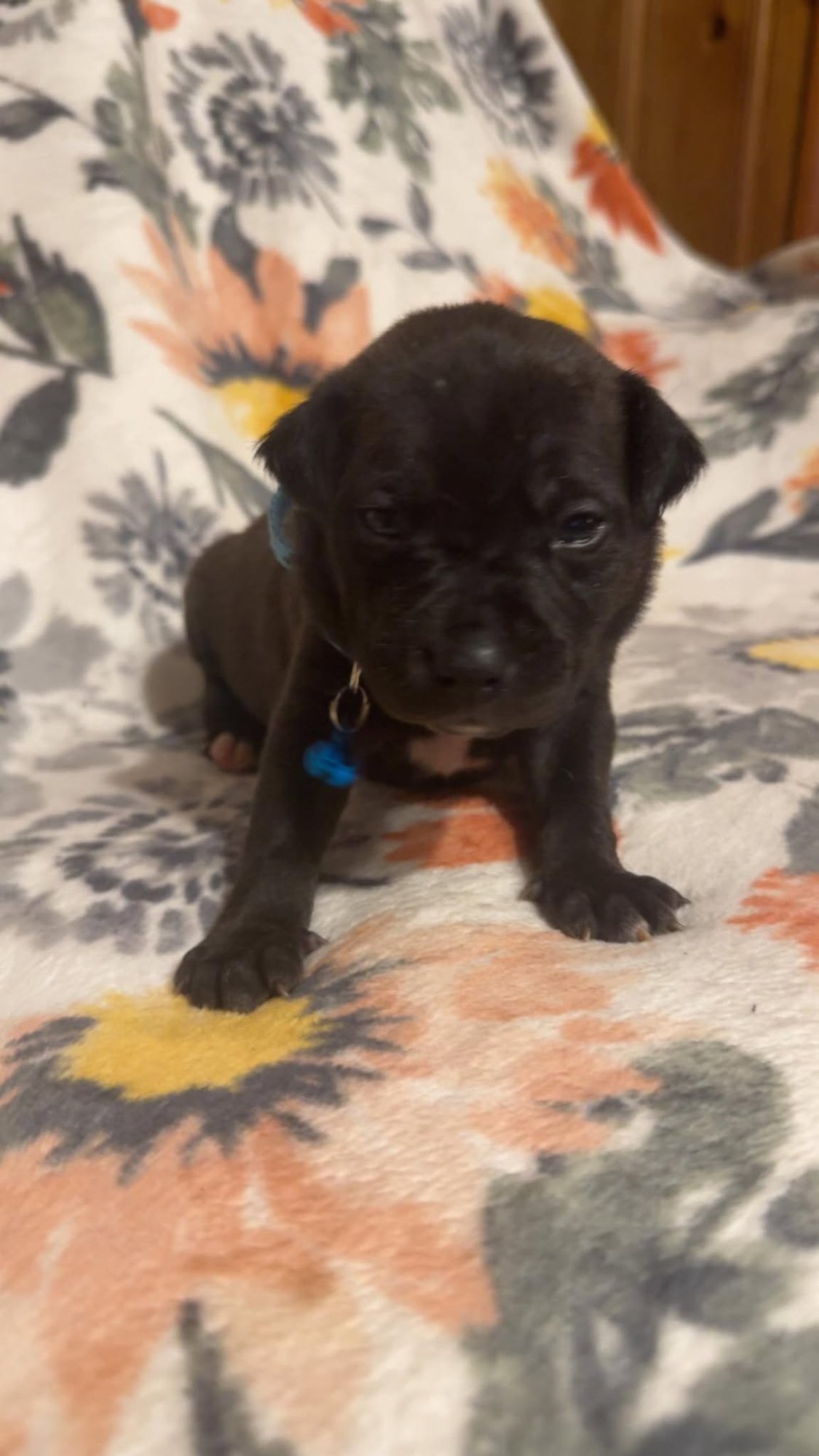 MAX-STELLA'S LITTER - Shepherd / Boxer available for adoption