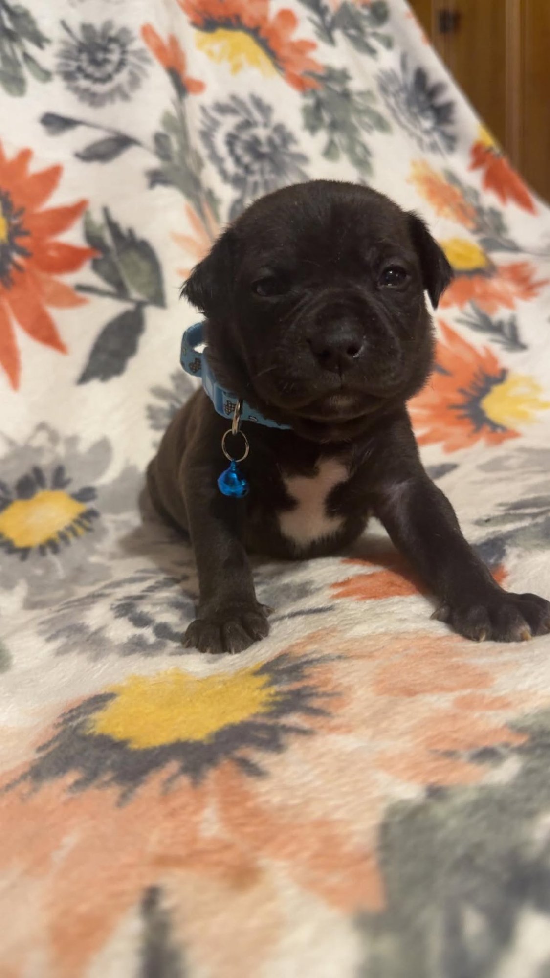 MAX-STELLA'S LITTER - Shepherd / Boxer available for adoption