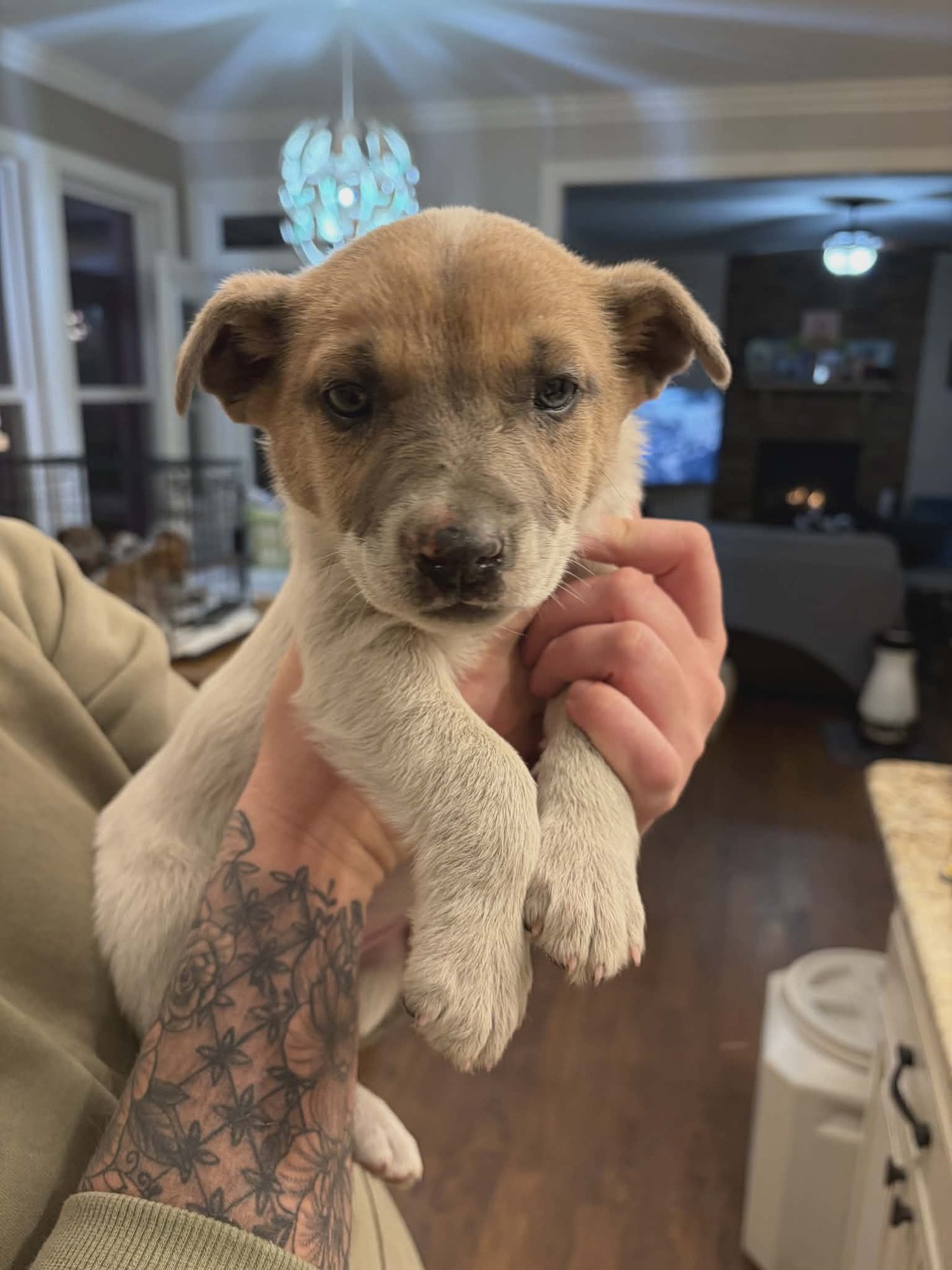 LUNA (MOSSY OAK LITTER) - Shepherd available for adoption