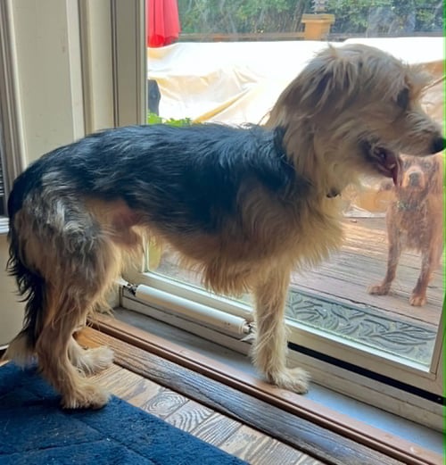 STEFAN - Airedale Terrier / Poodle (Standard) available for adoption