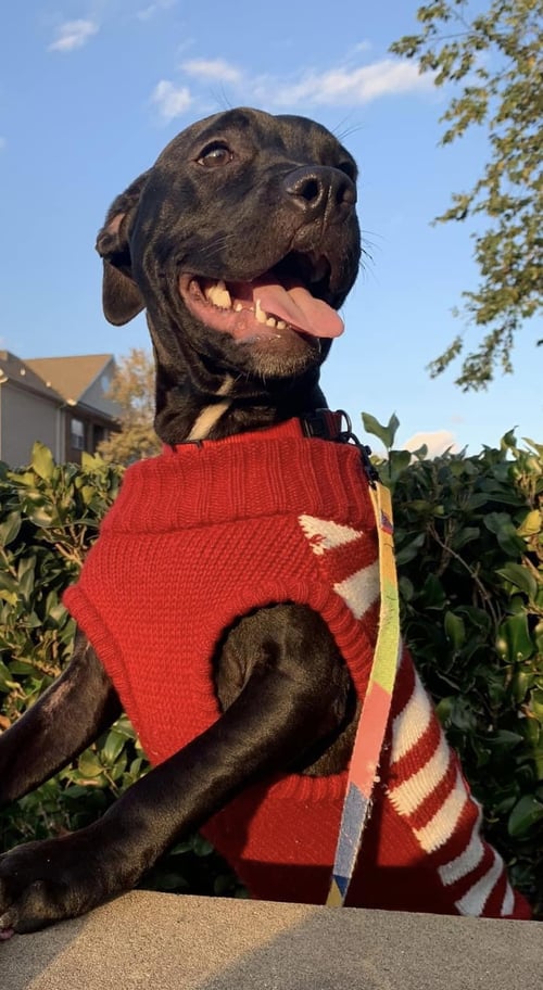 KAMARA - Labrador Retriever / American Staffordshire Terrier available for adoption