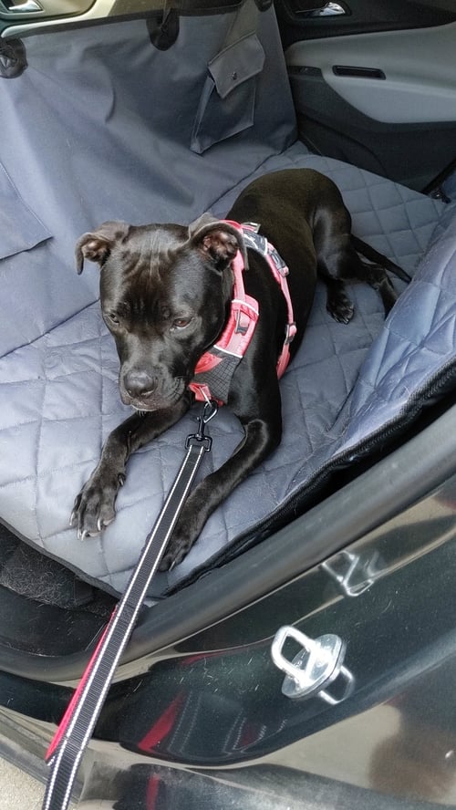 KAMARA - Labrador Retriever / American Staffordshire Terrier available for adoption