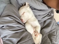 Chloe - HaveLock Litter - Photo 1