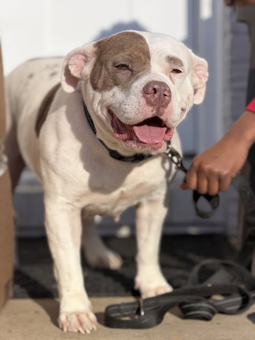 RUE - Bull Terrier available for adoption