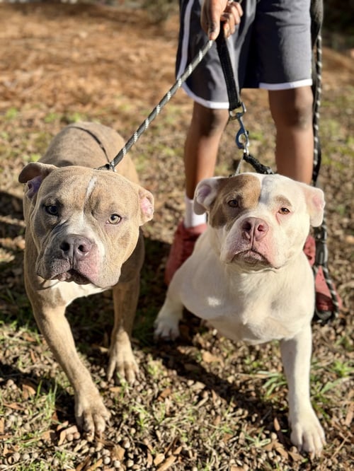 RUE - Bull Terrier available for adoption