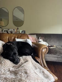 Rex - Photo 14