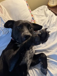 Rex - Photo 10
