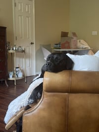 Rex - Photo 12