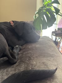 Rex - Photo 11