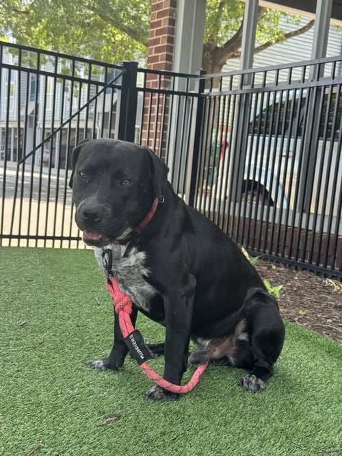 REX - Labrador Retriever / Staffordshire Bull Terrier available for adoption