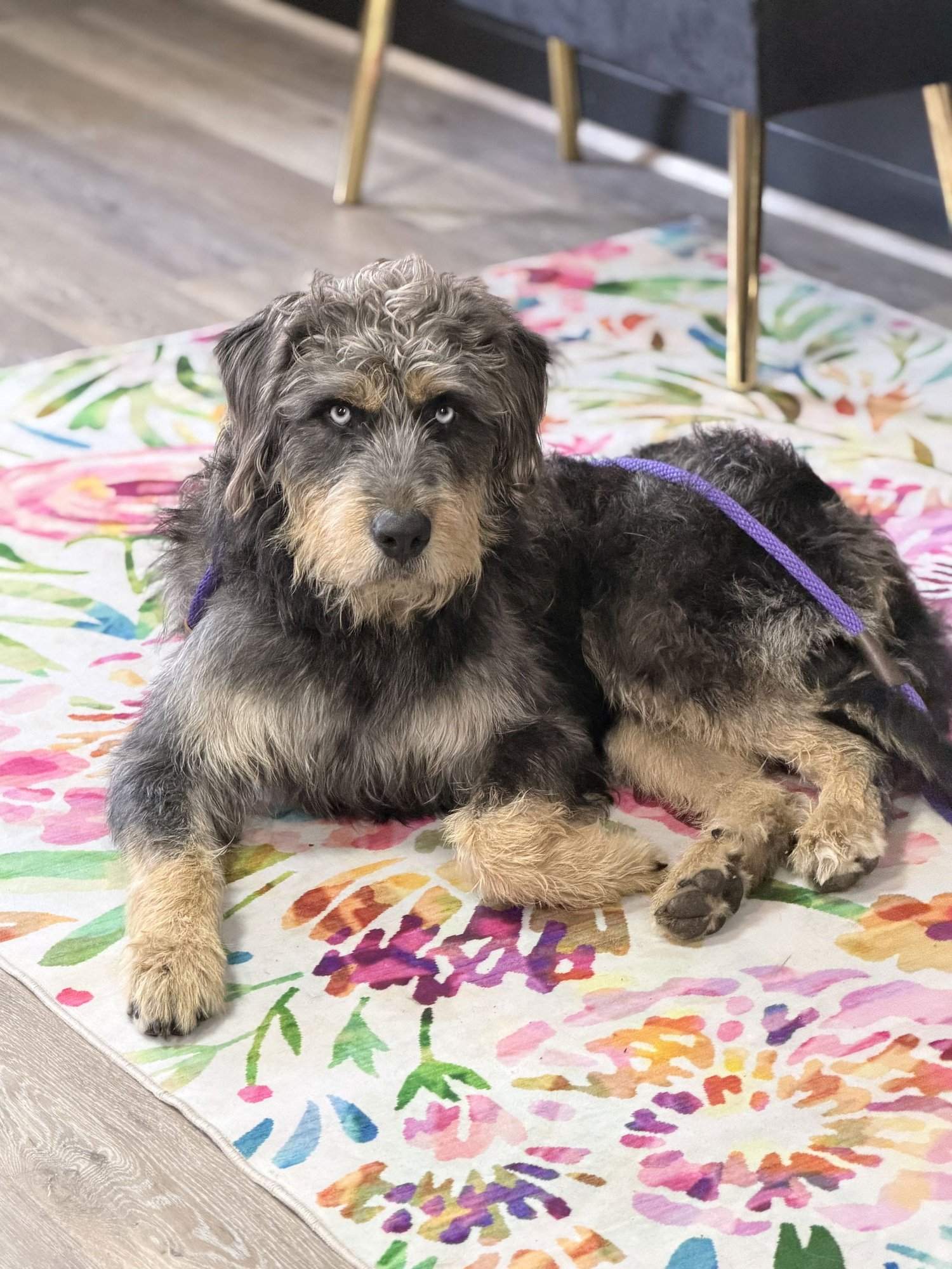 BIG BEAR - Sheep Dog available for adoption