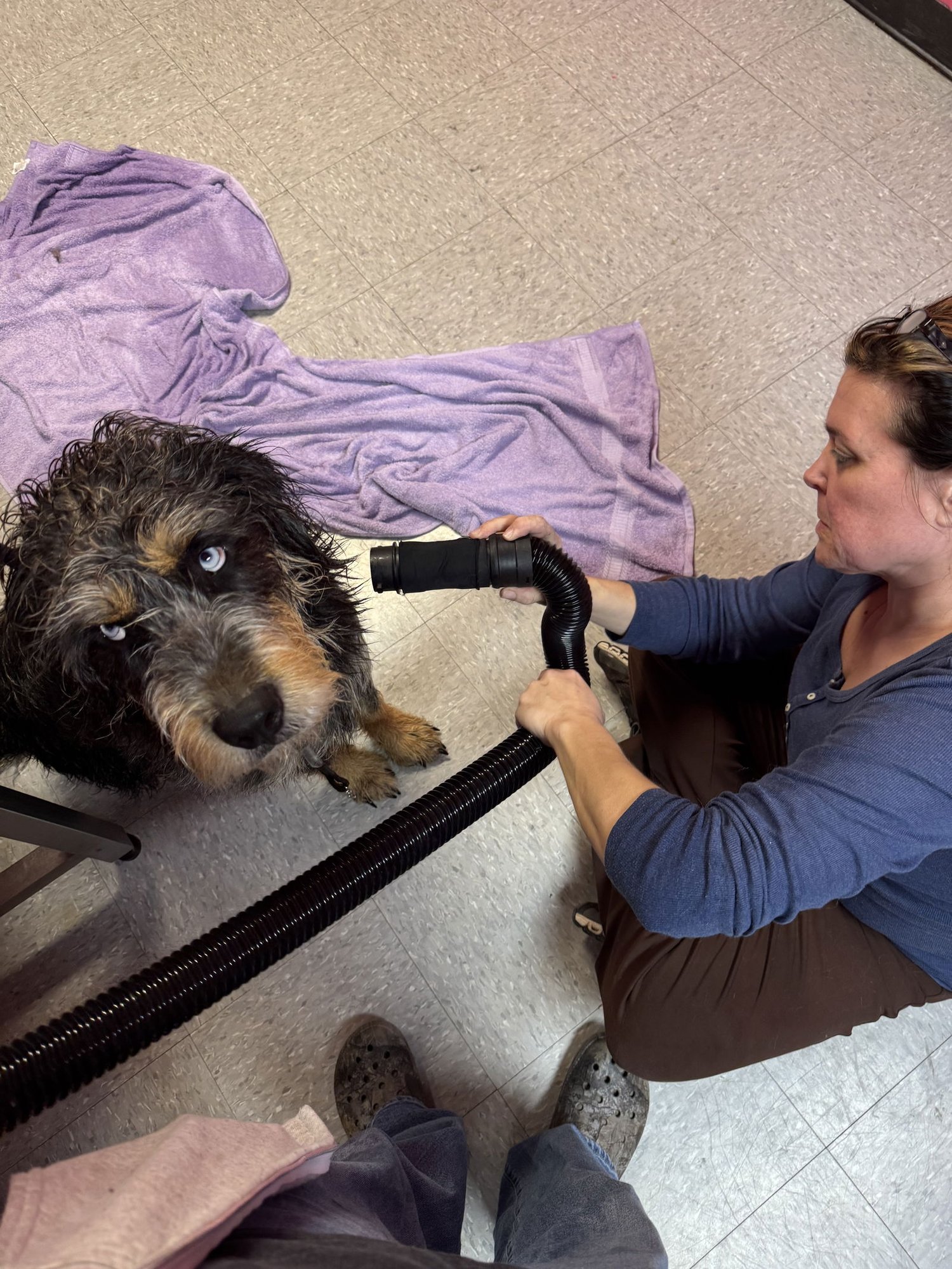 BIG BEAR - Sheep Dog available for adoption