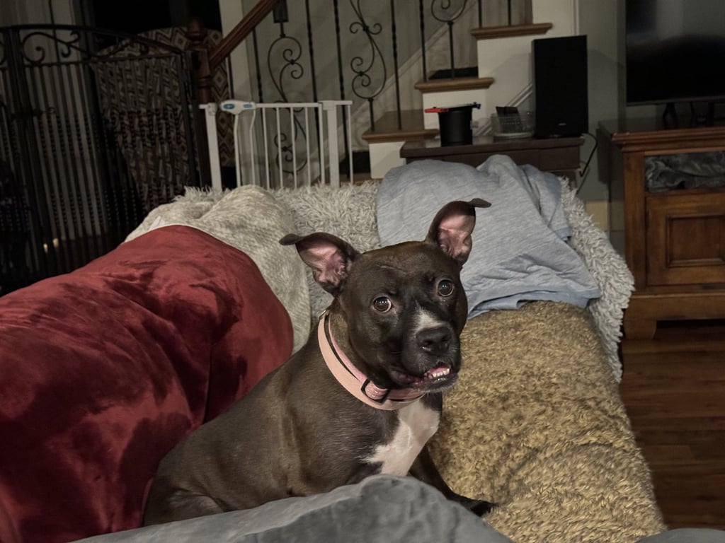 Josie Image