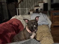 Josie - Photo 1