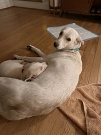 Carly - Carly Simon Litter mom - Photo 4