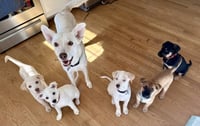 Carly - Carly Simon Litter mom - Photo 1