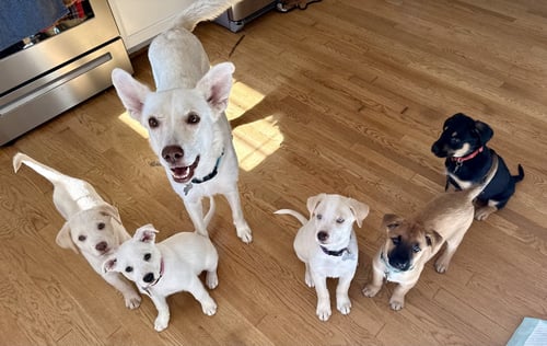 CARLY - CARLY SIMON LITTER MOM - Husky / Terrier available for adoption