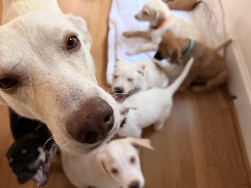CARLY - CARLY SIMON LITTER MOM - Husky / Terrier available for adoption