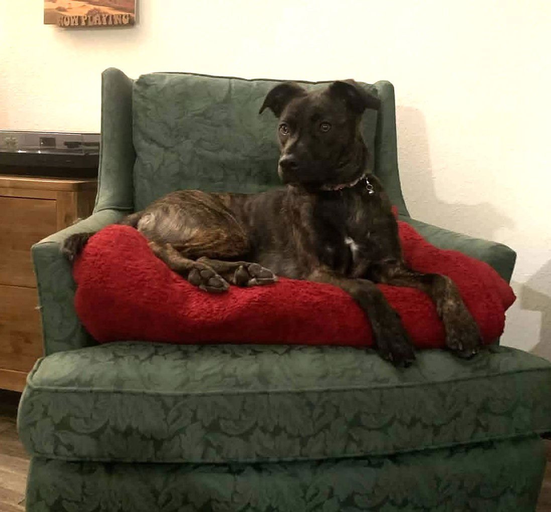 TIGER LILY AKA REMI - Terrier / Labrador Retriever available for adoption