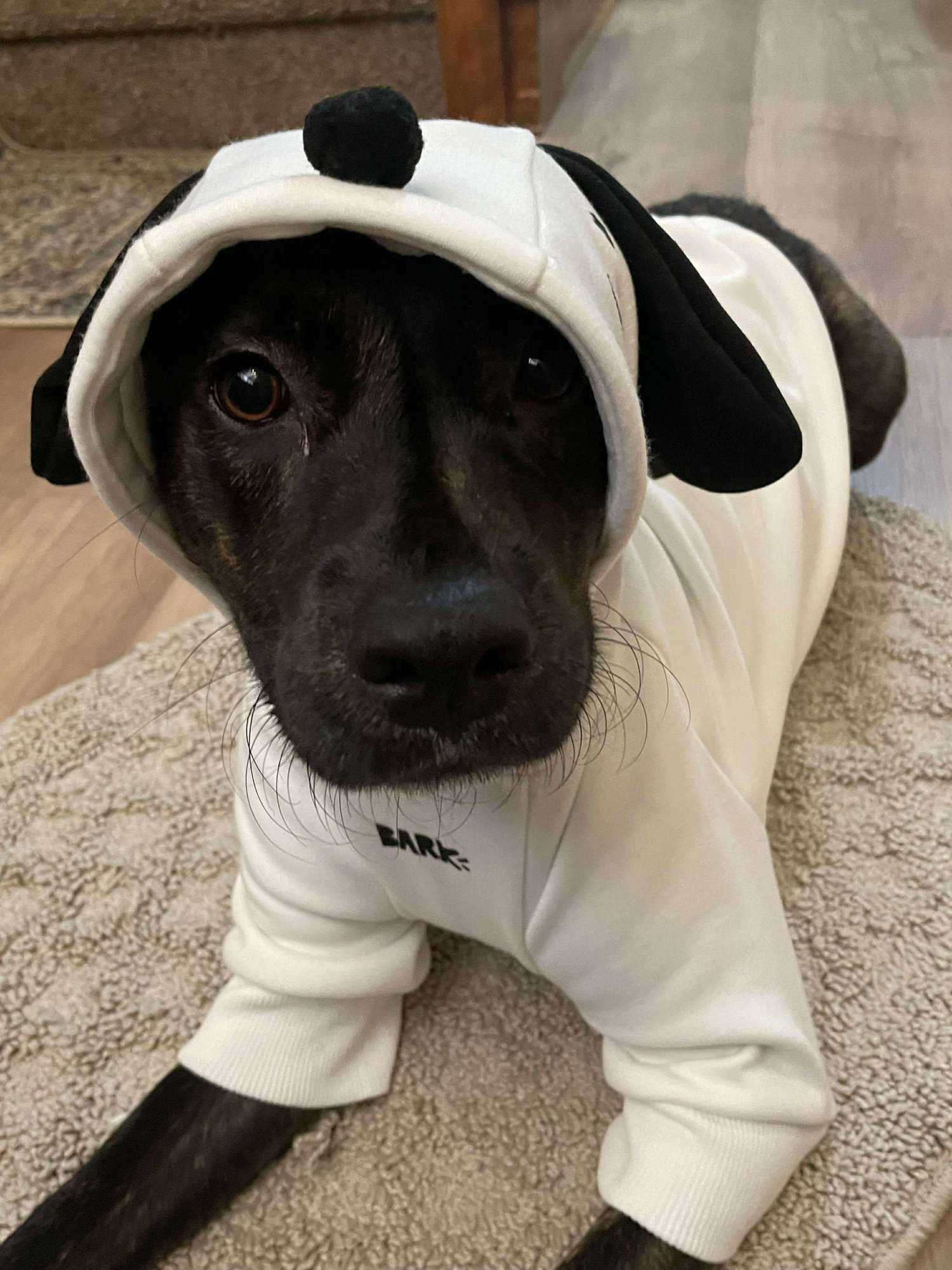 TIGER LILY AKA REMI - Terrier / Labrador Retriever available for adoption