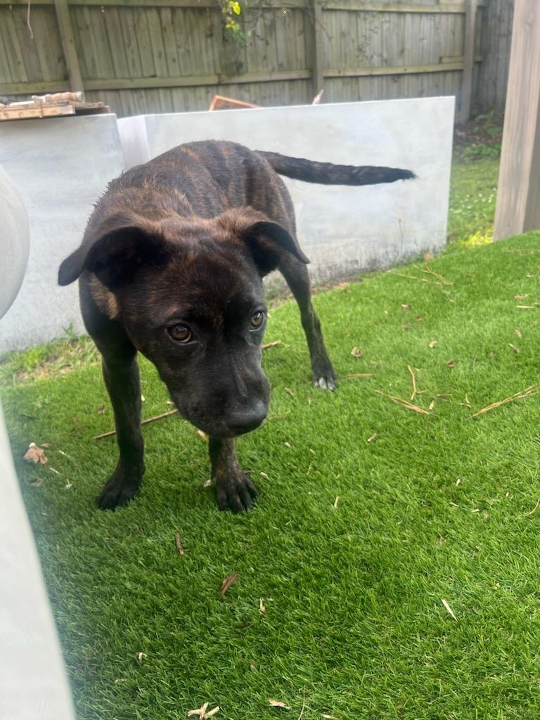 Tiger Lily AKA Remi - Photo 11